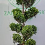 Cyprusovec leylandský (Cupressocyparis leylandii) ´CASTLEWELLAND GOLD´ - výška 200-240 cm, kont. C70L - BONSAJ